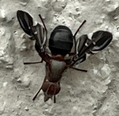 Delphinia picta