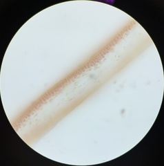 Cryptonemia seminervis