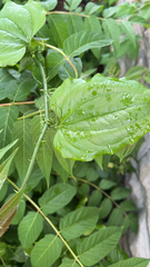 Smilax tamnoides