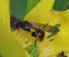 Sphegina