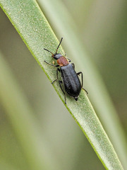 Attalus ruficollis