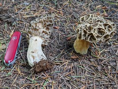 Morchella prava