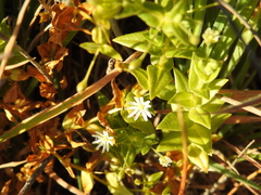 Stellaria littoralis