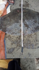 Gymnura poecilura