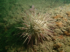 Temnopleurus reevesii