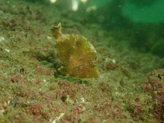 Stephanolepis cirrhifer