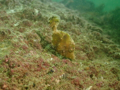 Stephanolepis cirrhifer