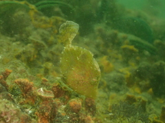 Stephanolepis cirrhifer