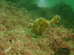 Stephanolepis cirrhifer