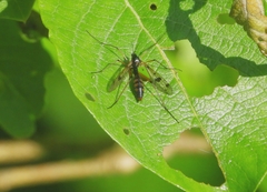 Ptychoptera contaminata
