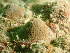 Spheractis cheungae