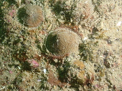 Spheractis cheungae