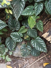 Cissus discolor