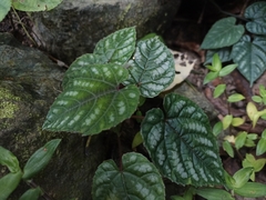 Cissus discolor