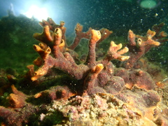 Schizoporella errata