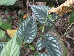 Cissus discolor