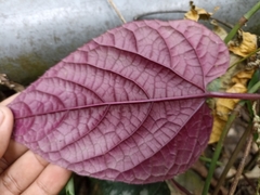 Cissus discolor
