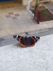 Vanessa atalanta