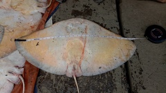 Gymnura poecilura