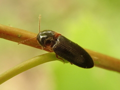 Ampedus erythrogonus