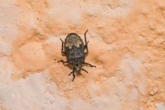 Megymenum brevicorne