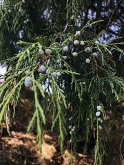 Juniperus poblana