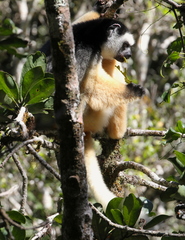 Propithecus diadema