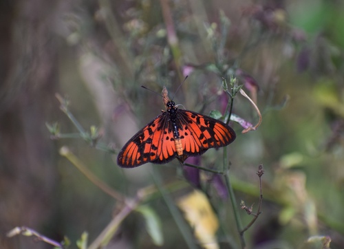 Blood-red Acraea photo 4