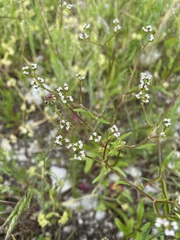 Valerianella dentata