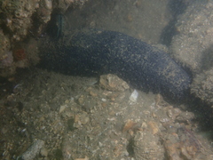 Holothuria leucospilota