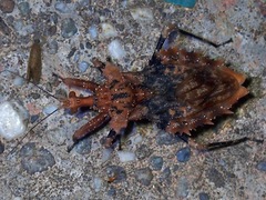 Neocentrocnemis signoreti