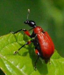Apoderus coryli