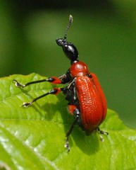 Apoderus coryli