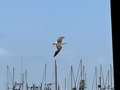 Leucophaeus atricilla