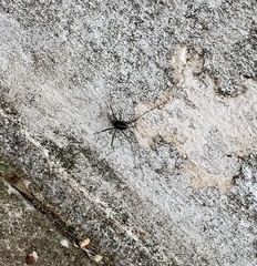 Zachaeus