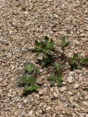 Portulaca oleracea