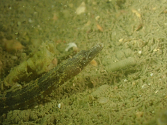 Belly Pipefish photo 1