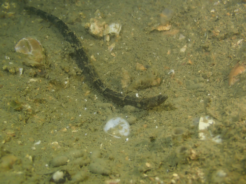 Zeshoek-zeenaald (Hippichthys heptagonus) — Syngnathidae