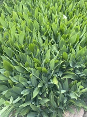 Allium ursinum