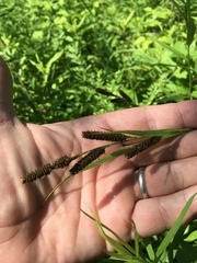Carex shortiana