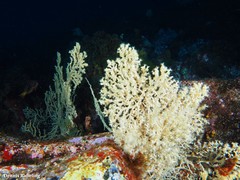 Savalia savaglia