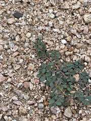 Euphorbia prostrata