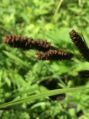 Carex shortiana
