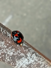Harmonia axyridis
