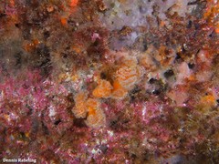 Aplidium turbinatum