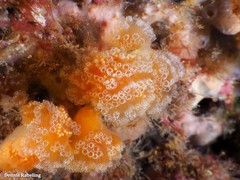 Aplidium turbinatum