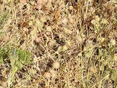 Trifolium cherleri