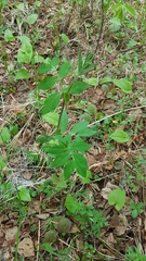 Vicia venosa