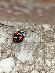 Harmonia axyridis