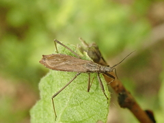 Pygolampis bidentata